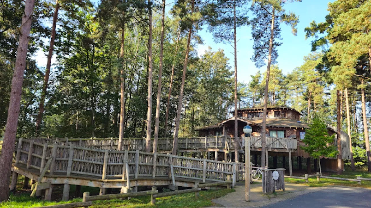 Elevated treehouse-style lodge surrounded by pine forest at Center Parcs Elveden Forest, with wooden walkways and tranquil woodland setting.