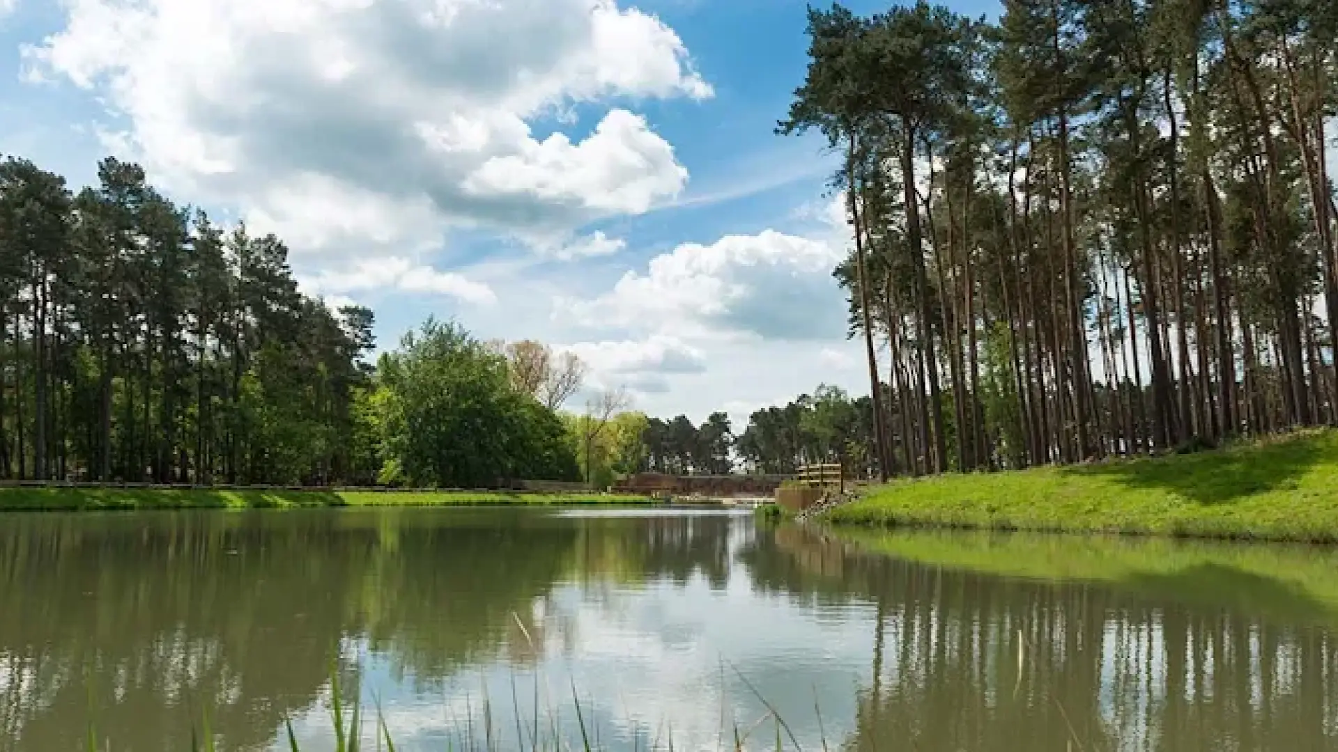 Tranquil lake at Center Parcs Woburn Forest with reflections of tall pine trees and green grass, set beneath a blue sky with scattered clouds.