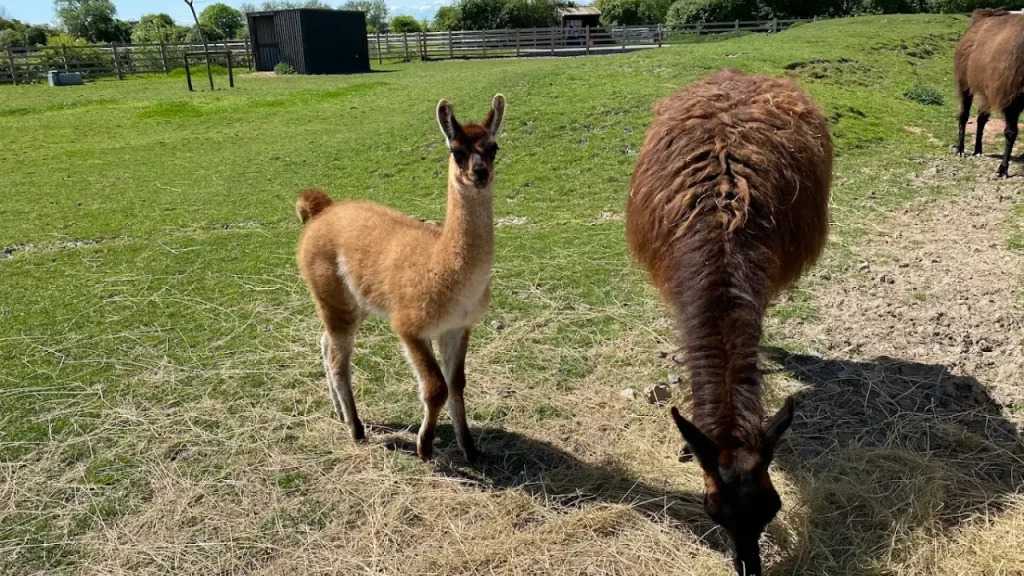 Young llama and adult llama grazing in a grassy paddock at Animal Farm Adventure Park near Brean Leisure Park in Somerset.