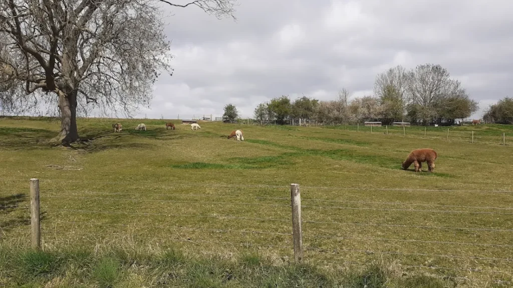 Alpacas grazing in a fenced meadow near Draycote Water.