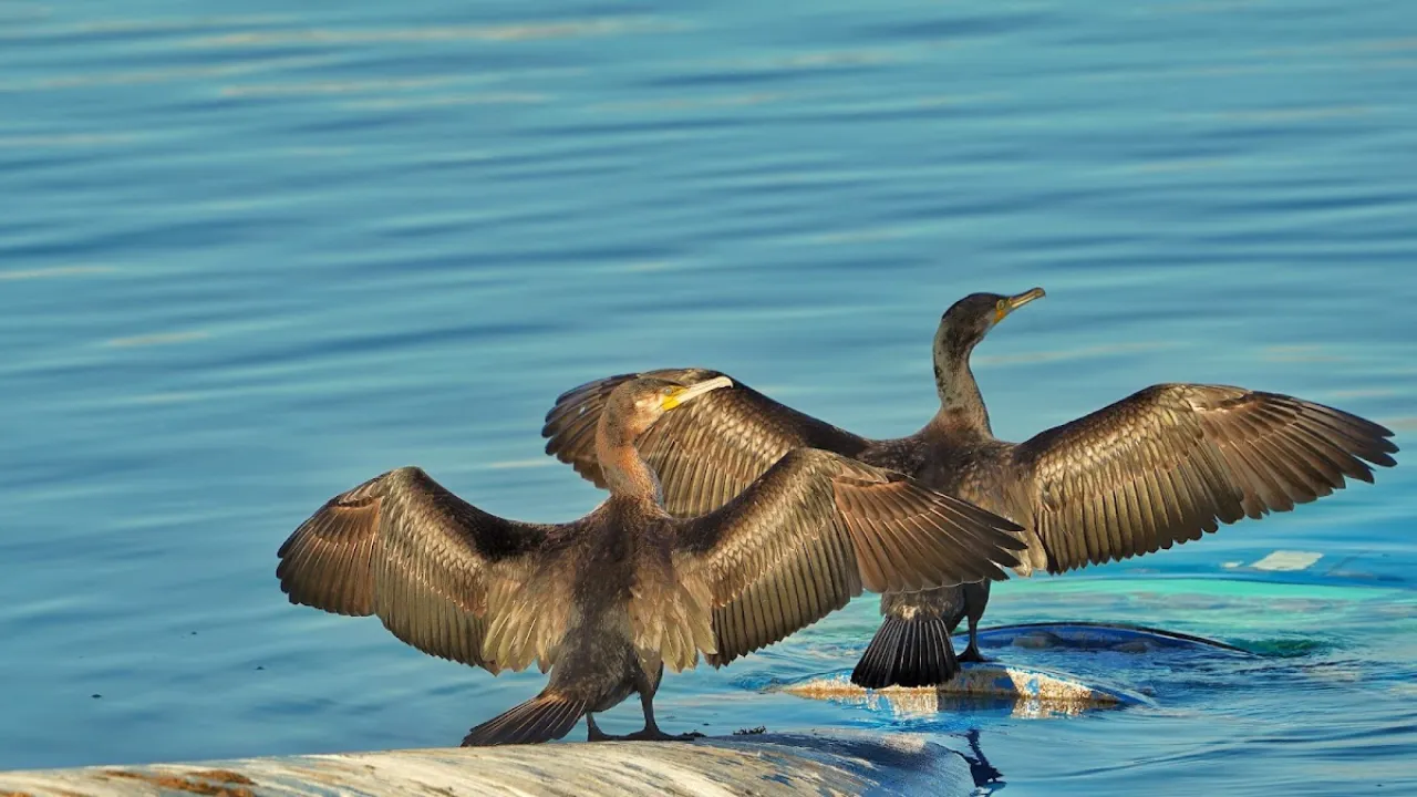 Two cormorants with wings spread open on the water at Draycote reservoir.