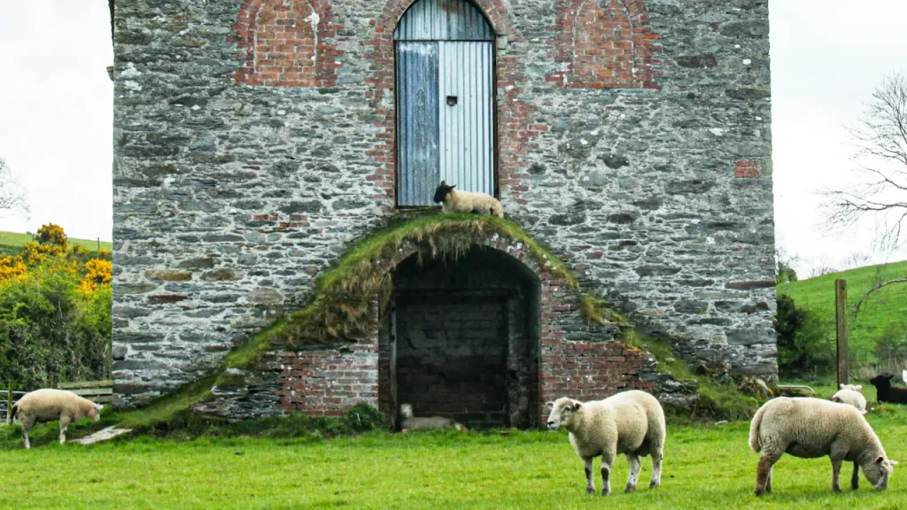 Sheep grazing in green fields near an old stone and brick building in Limavady, County Londonderry, Northern Ireland.