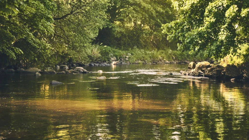 Roe River winding through a green forest in County Londonderry, Northern Ireland, with afternoon sunlight reflecting on the calm water.
