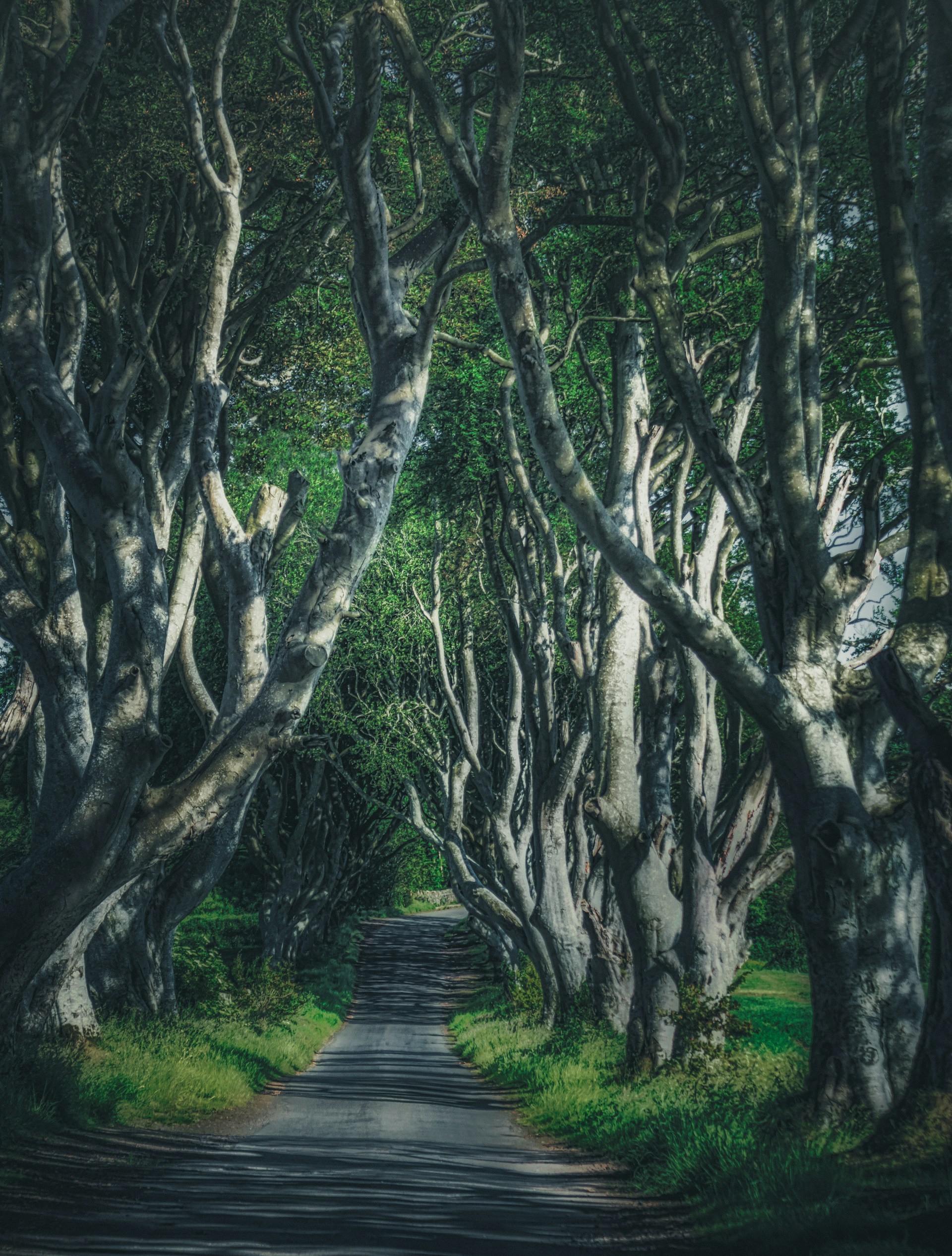 The Dark Hedges near Ballymoney, Northern Ireland — a famous avenue of intertwined beech trees creating a dramatic natural tunnel.