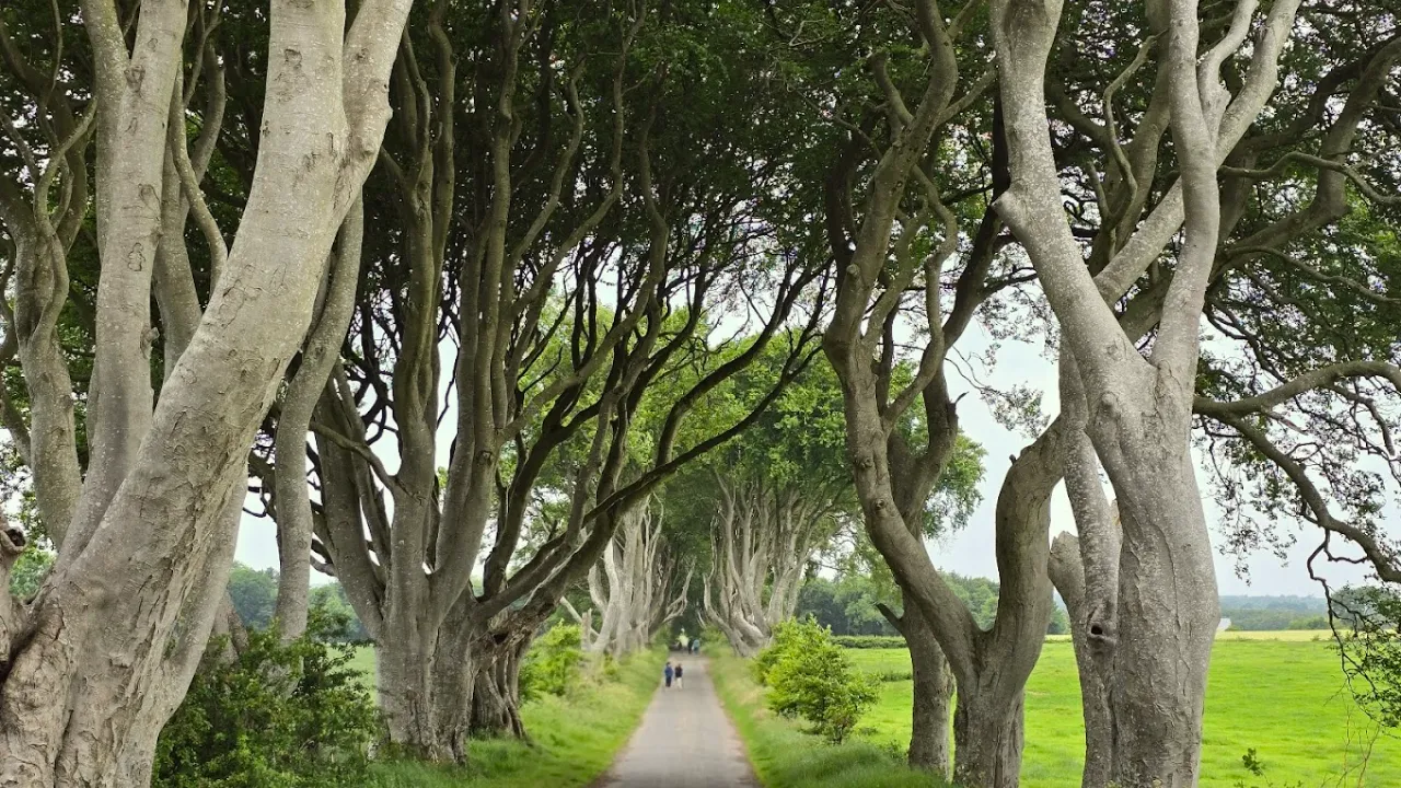 The Dark Hedges near Ballymoney, Northern Ireland, with intertwined beech trees forming a natural tunnel over a rural road.