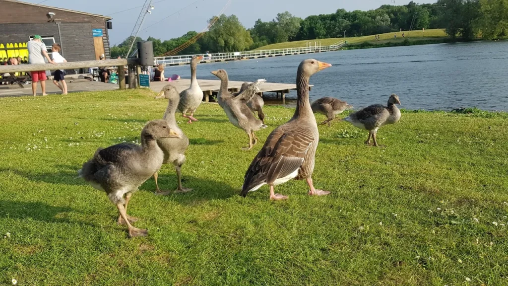 Group of geese and goslings on the grassy shore at Thorpe Lakes beside the water, with the watersports docks and facilities in the background.