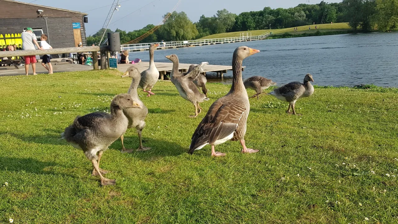 Group of geese and goslings on the grassy shore at Thorpe Lakes beside the water, with the watersports docks and facilities in the background.